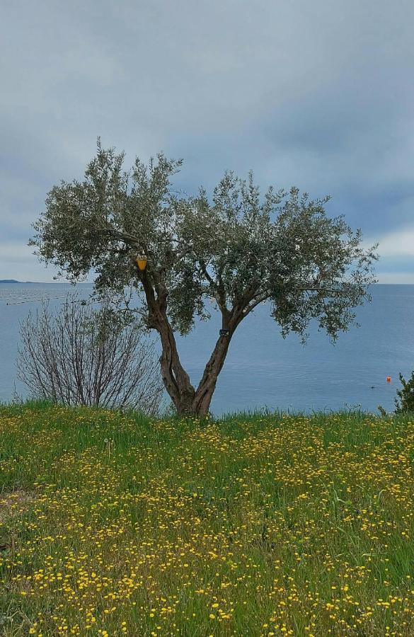 Múggia Apartment Trieste M&M מראה חיצוני תמונה